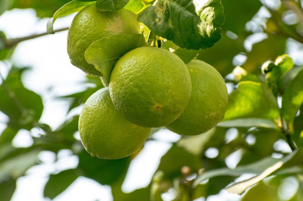 fruits, citrus, citrus fruits